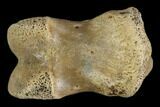 Theropod Phalange (Toe Bone) - Judith River Formation #129809-2
